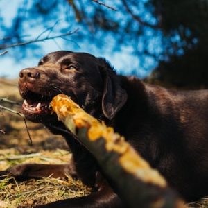 Top 15 Dry Dog Food Products Your Dog Will Absolutely Love 2020!
