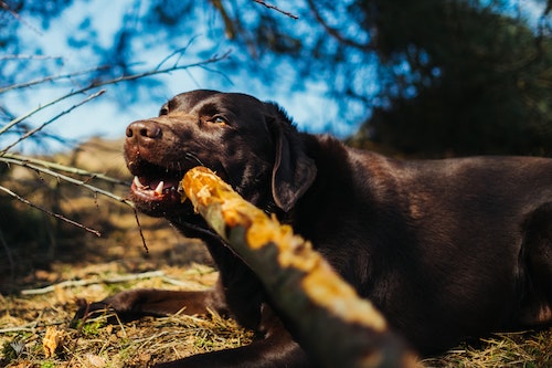 Top 15 Dry Dog Food Products Your Dog Will Absolutely Love 2020!