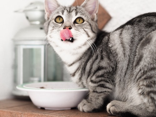 The 13 Best Cat Food Brands You Don’t Want to Miss Out On!