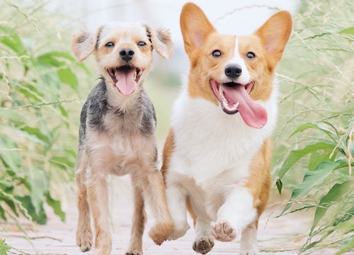 11 Best Dog Breeds To Consider For Your Next Canine Pal!