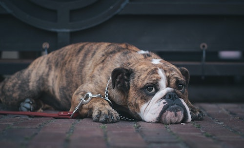 Your Ultimate Guide to Treating and Preventing Your Dog From Throwing Up All The Time